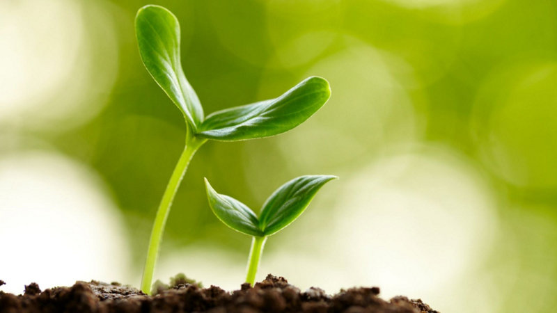 (HPE - Sustentabilidade